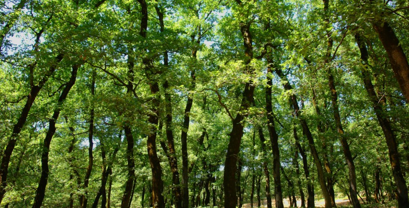 Δάσος Φολόης